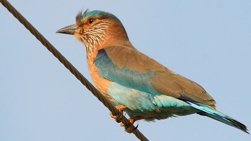 Blue-bellied Roller Bird