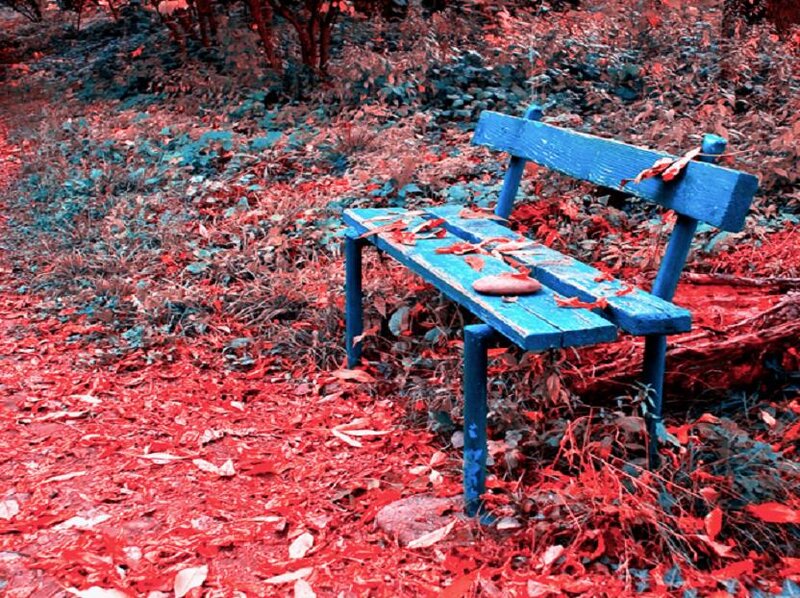 Blue Bench in Leaves