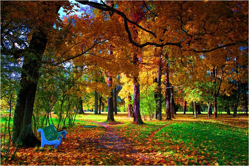 Blue Bench in Park — Green
