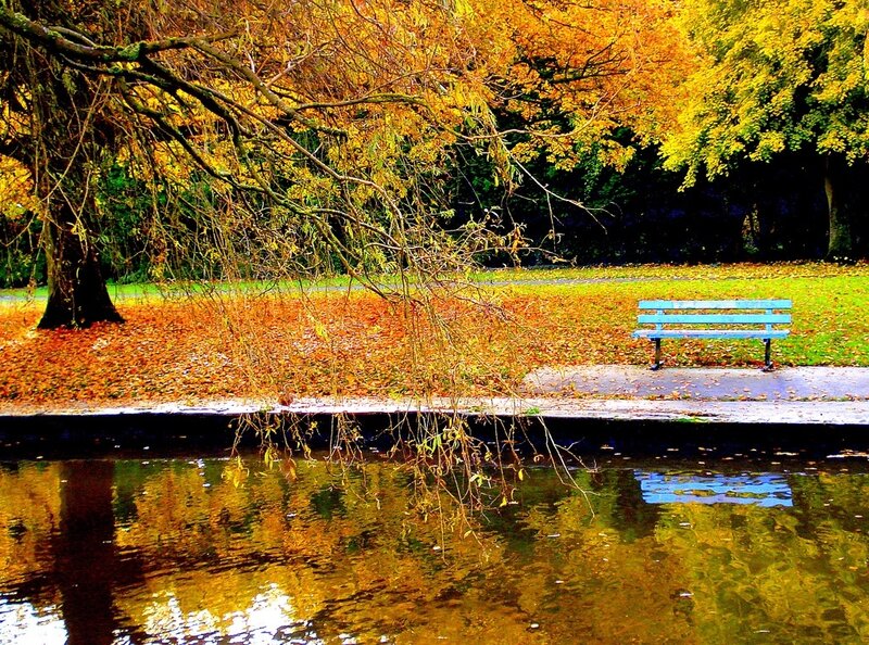 Blue Bench in Park