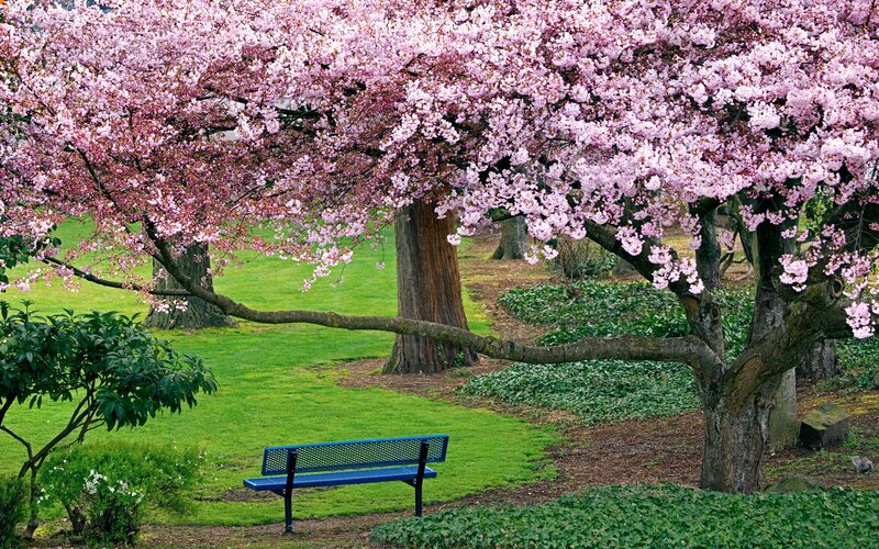 Blue Bench under Cherry Tree — Pink
