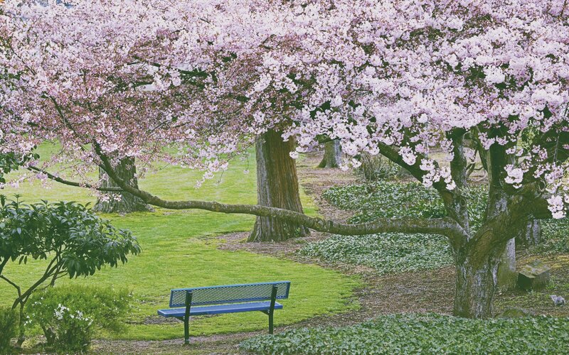 Blue Bench under Cherry Tree