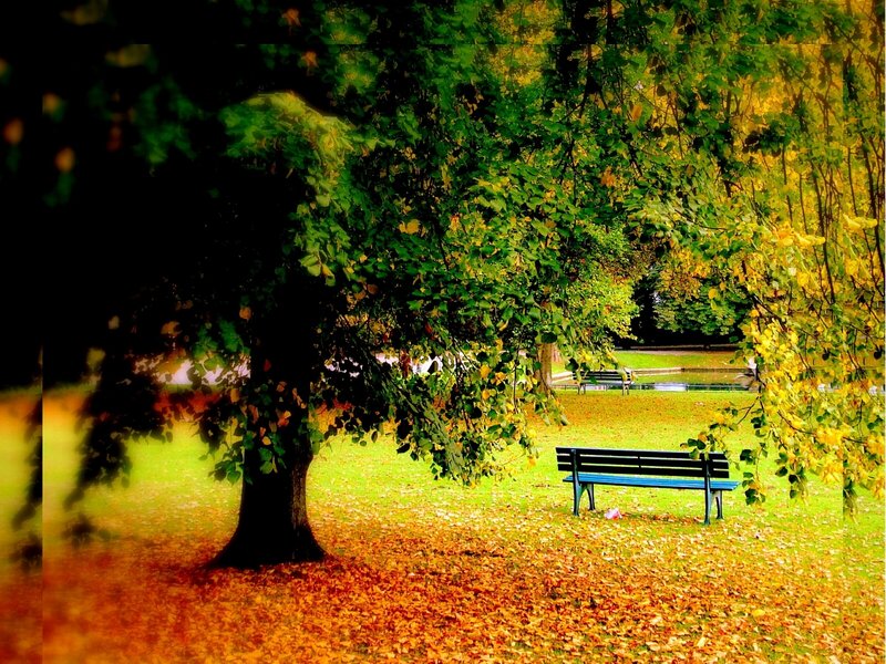 Blue Bench under Tree