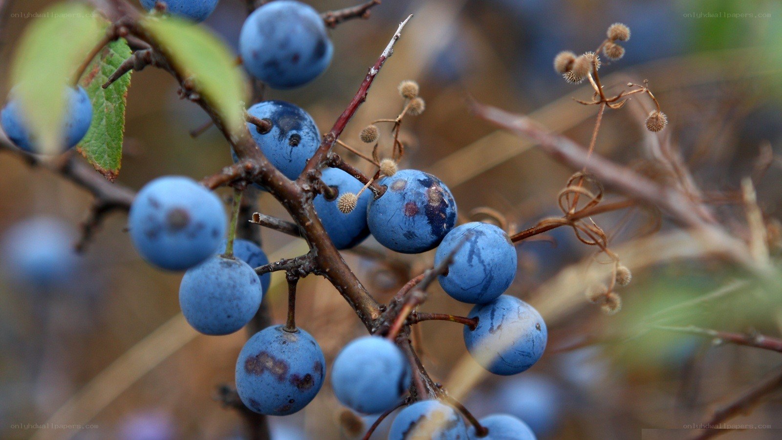 blue berries on a branch