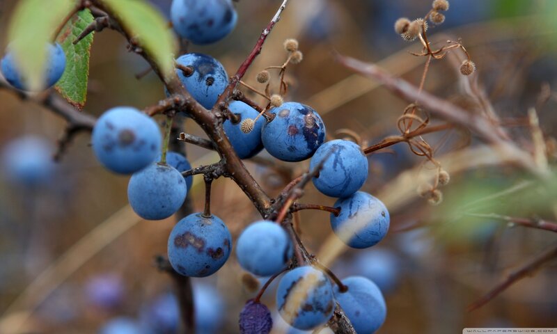 Blue Berries on a Branch — Natural