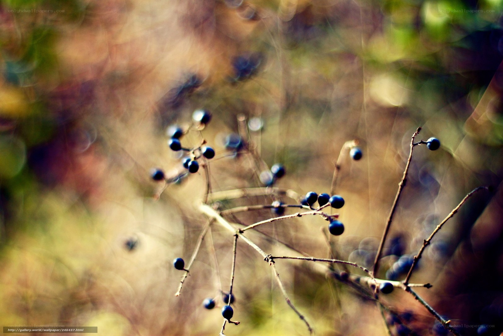 blue berries on a branch