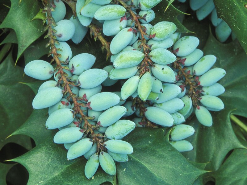 blue berries on a holly plant