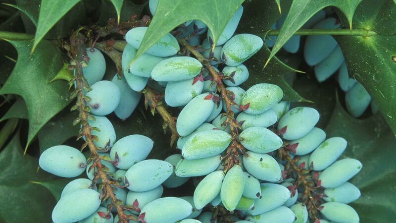 blue berries on a holly plant