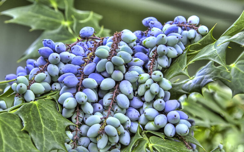 blue berries on a holly plant