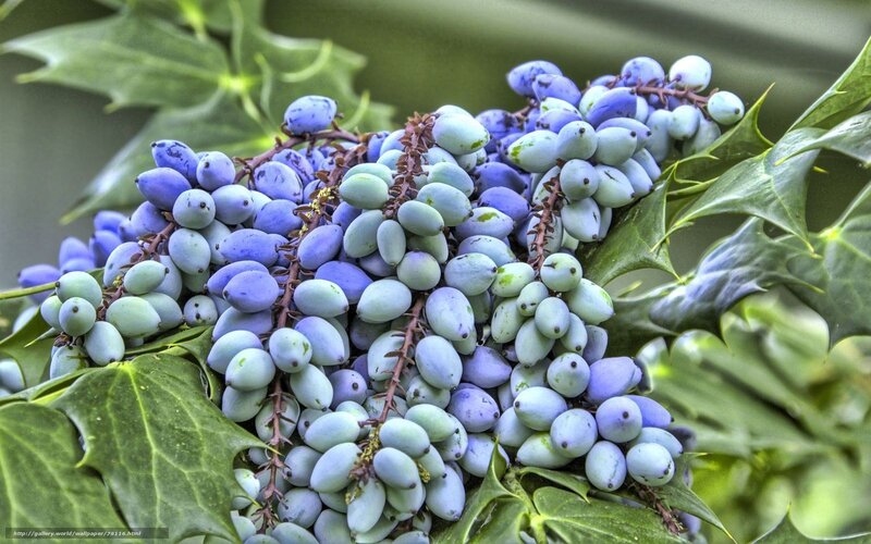 blue berries on a holly plant