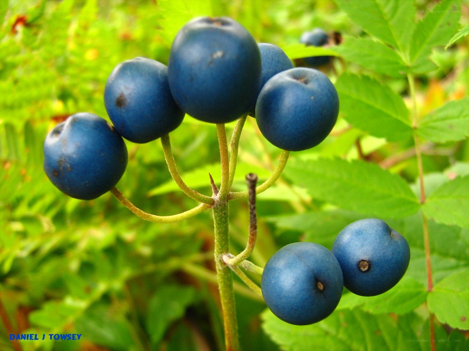 blue berries on a plant