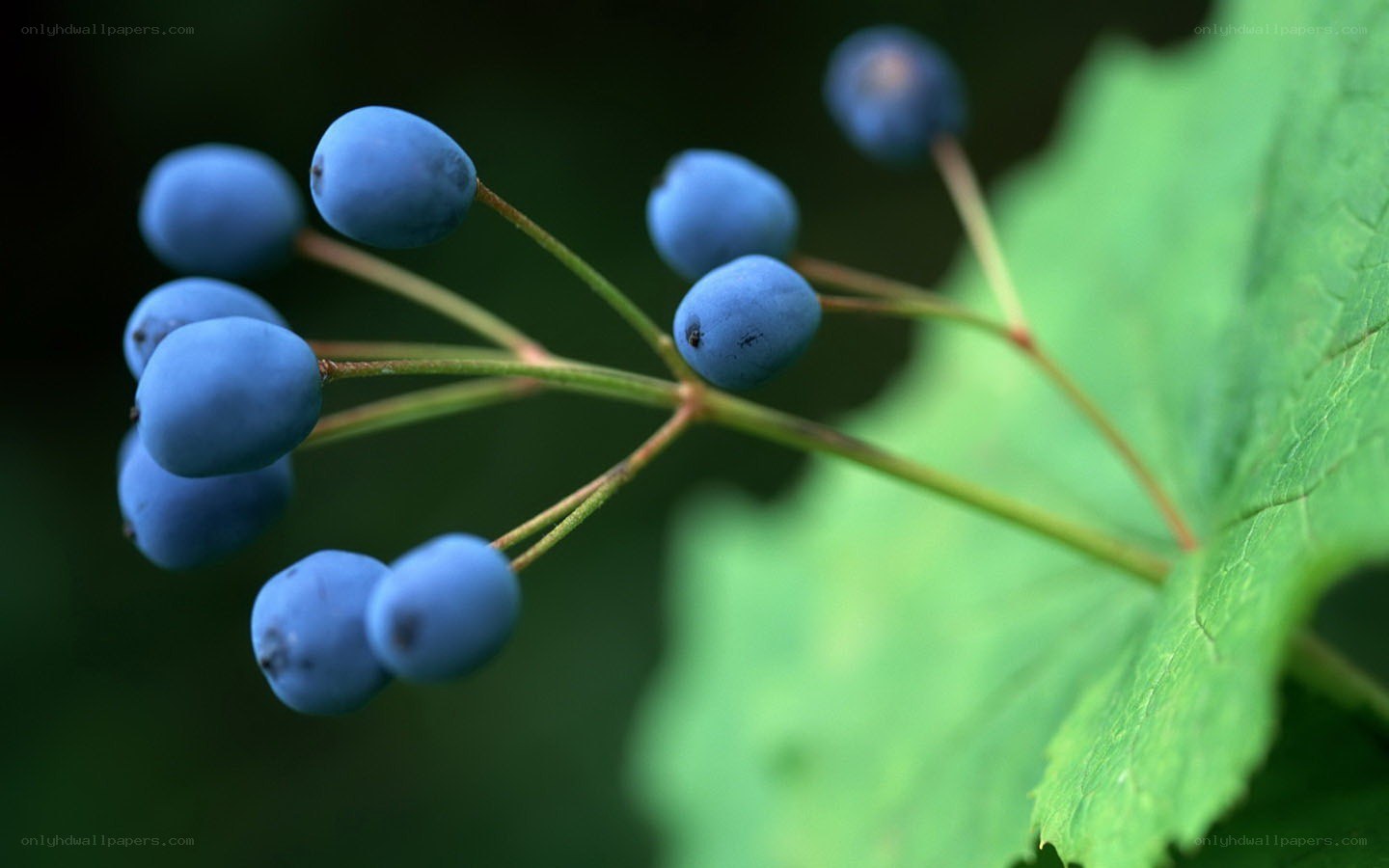 blue berries on a plant
