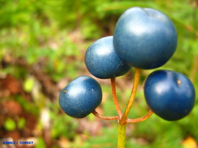 blue berries on a stem