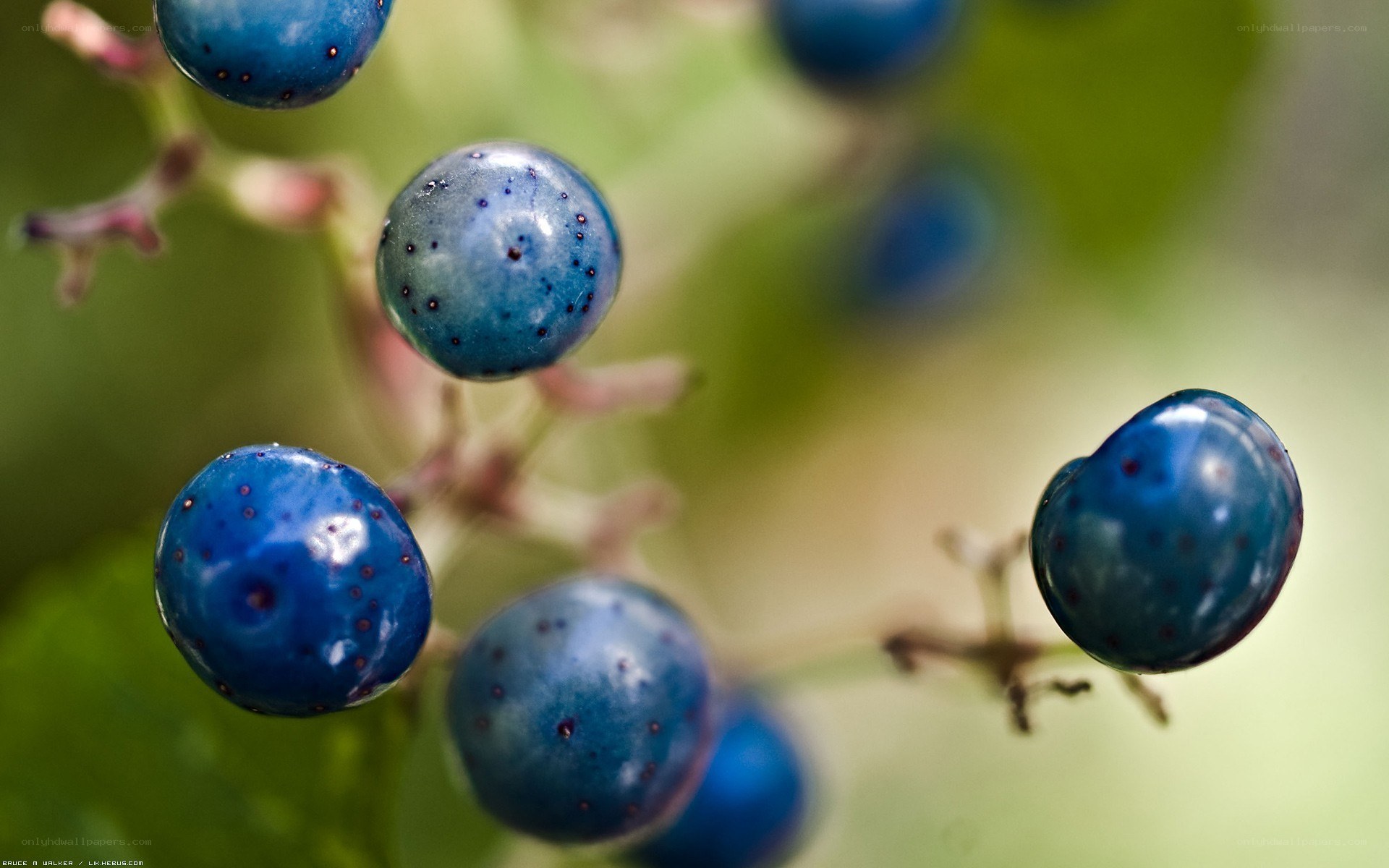 blue berries on a vine