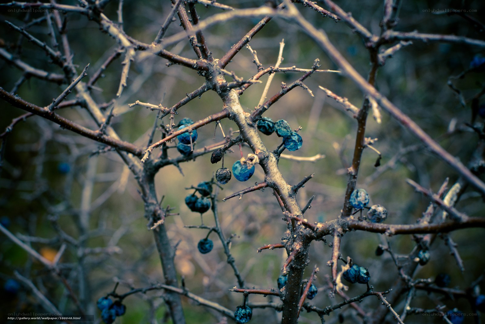 Blue berries on bare branches