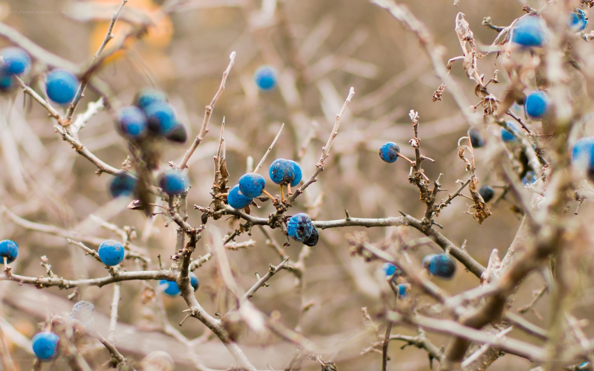 blue berries on bare branches