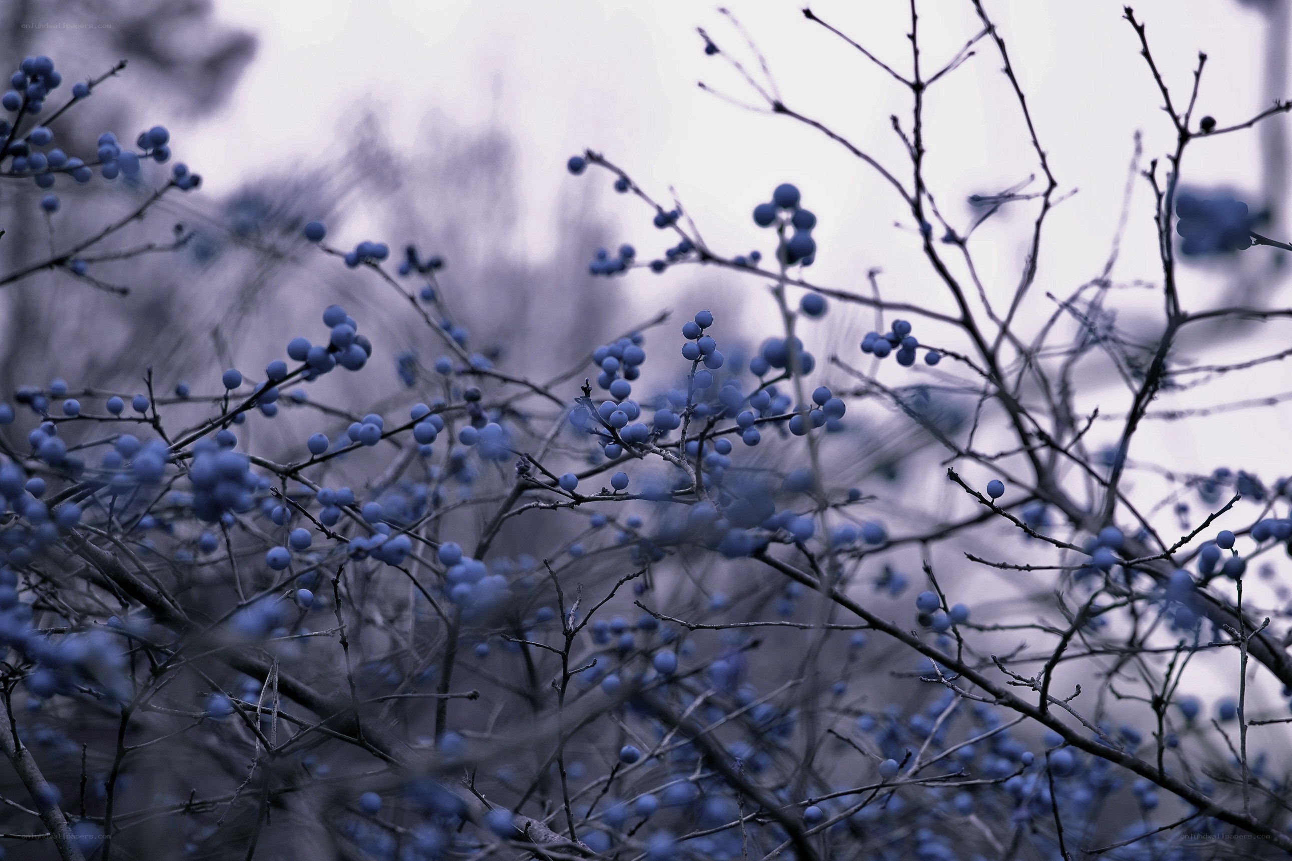 blue berries on bare branches