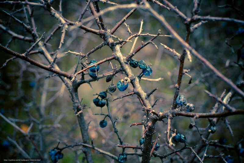 Blue Berries on Bare Branches — Somber