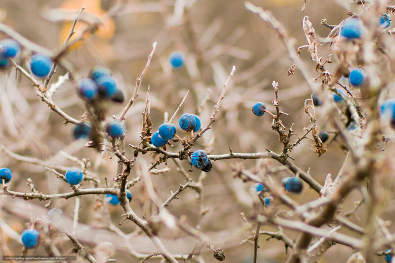 Blue berries on bare branches