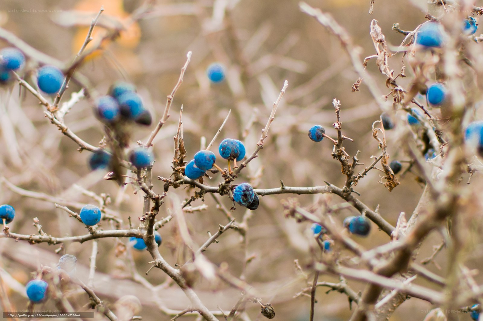 Blue berries on bare branches