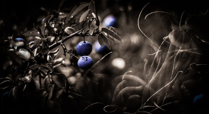 Blue Berries on Branch — Black