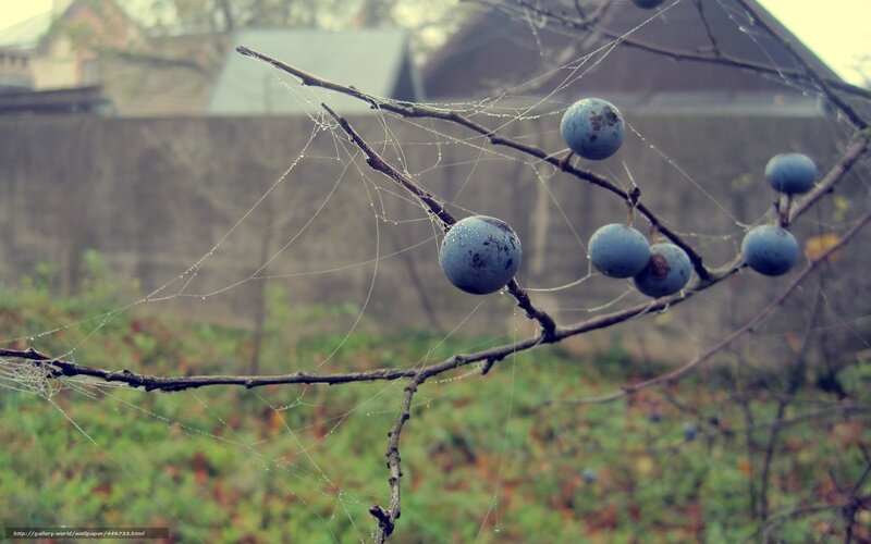 Blue Berries on Branch — Calm