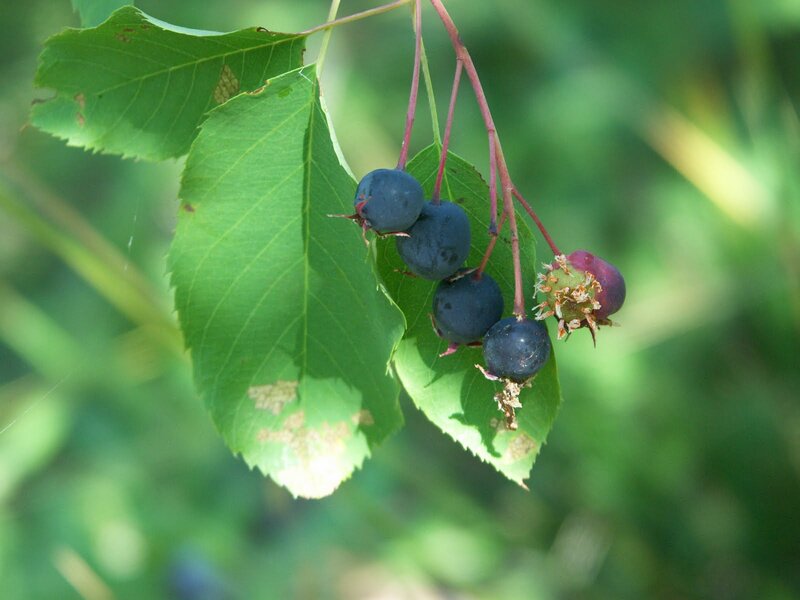 Blue Berries on Branch — Green