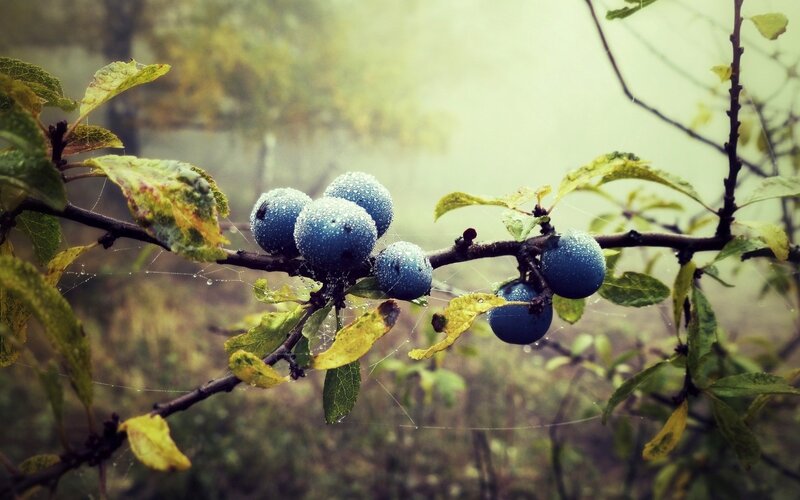 Blue Berries on Branch — Misty