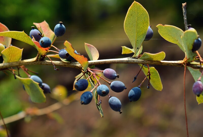 Blue Berries on Branch — Natural, Autumn