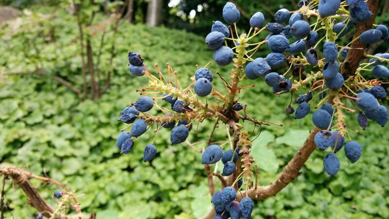 Blue Berries on Branch — Natural, Summer