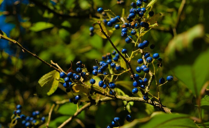 Blue Berries on Branch — Natural