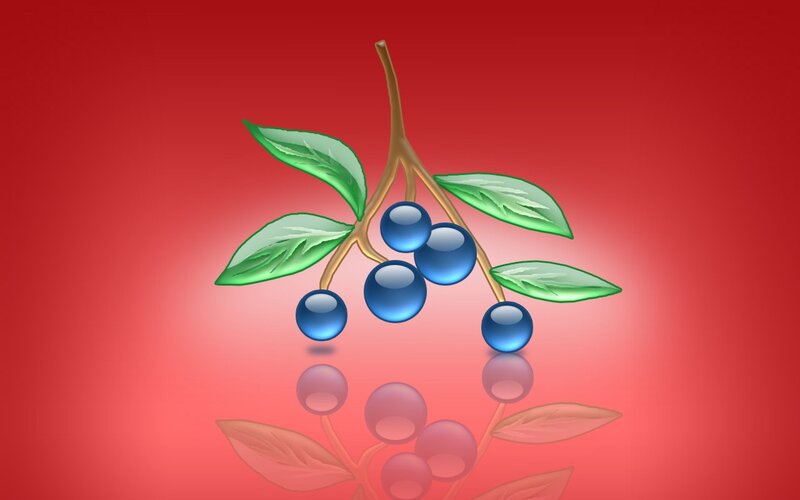 Blue Berries on Branch