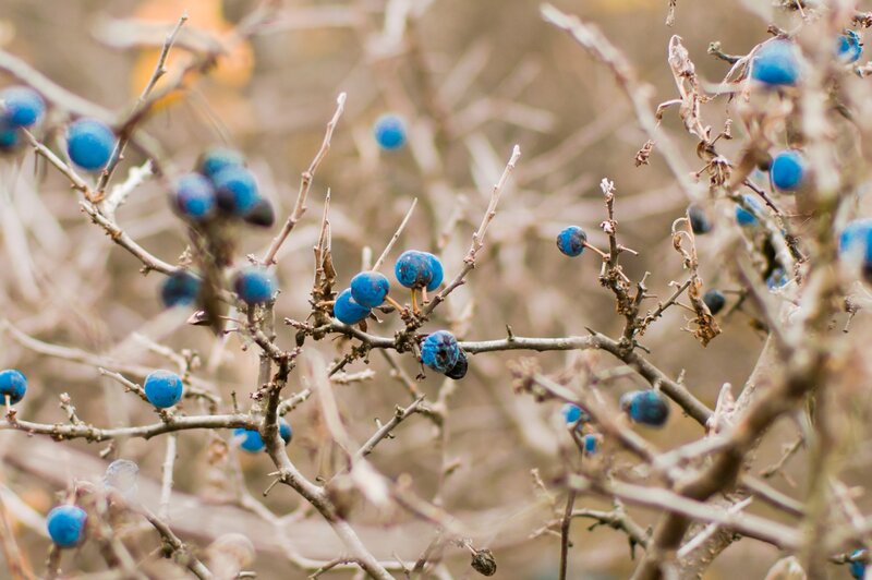 Blue Berries on Branches — Calm, Autumn