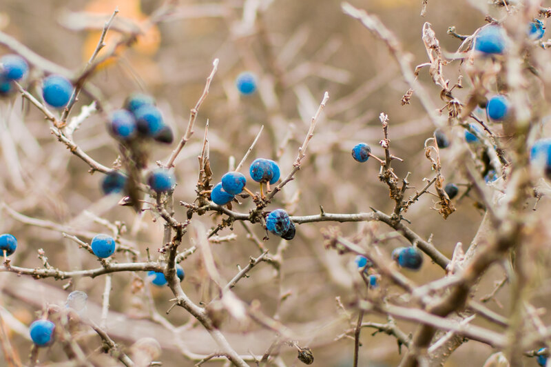 Blue Berries on Branches