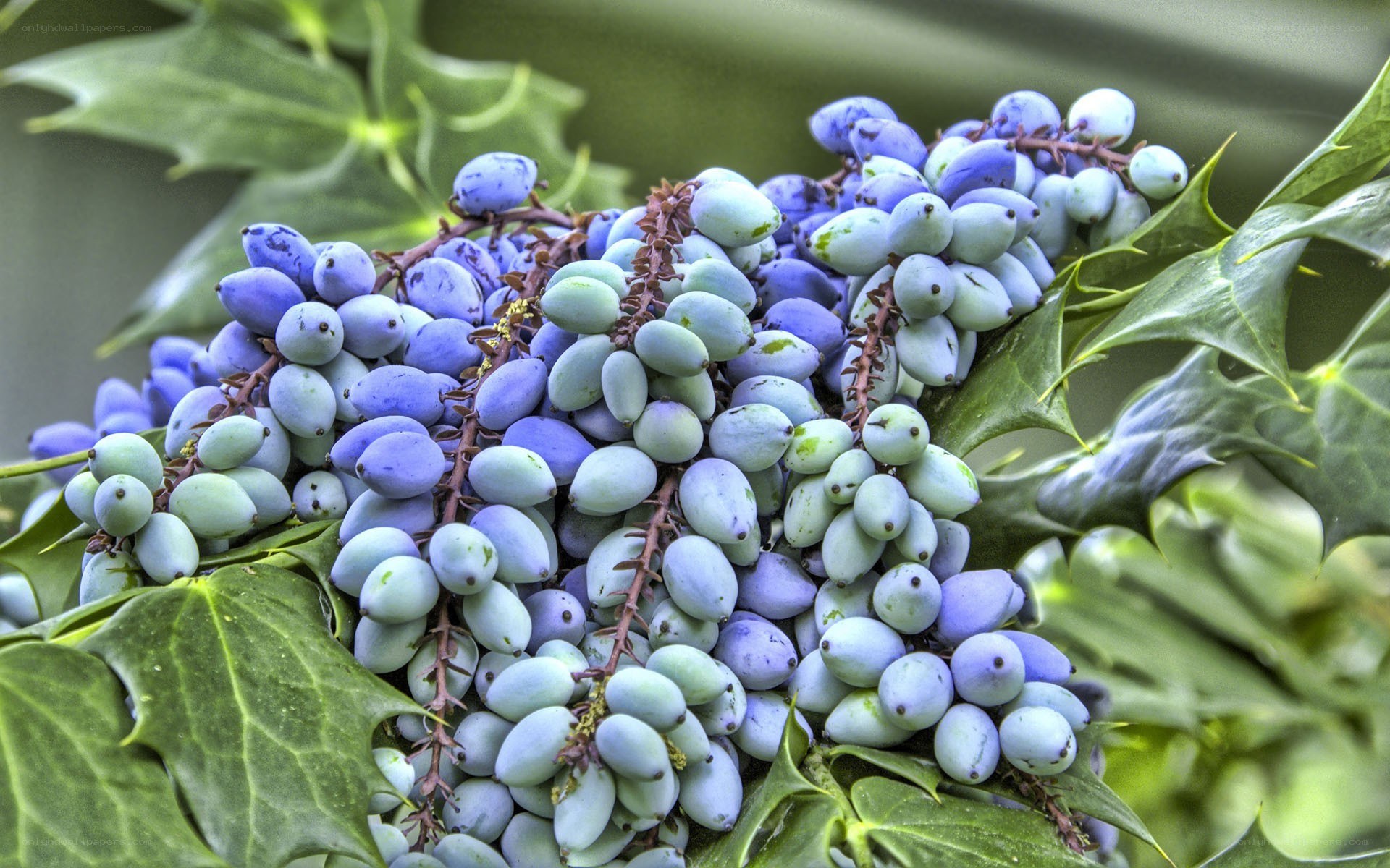 blue berries on green leaves