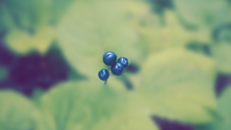 blue berries on green leaves