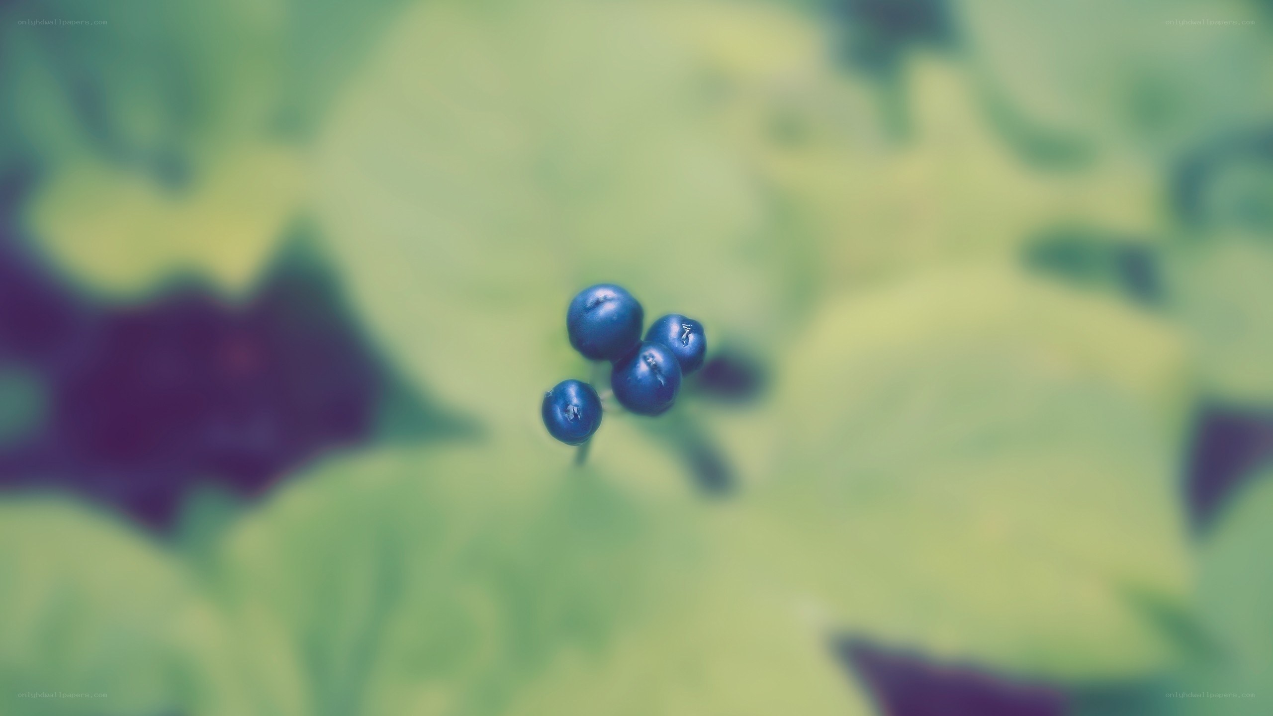 blue berries on green leaves