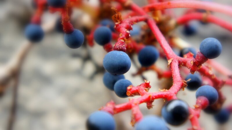 blue berries on red stems