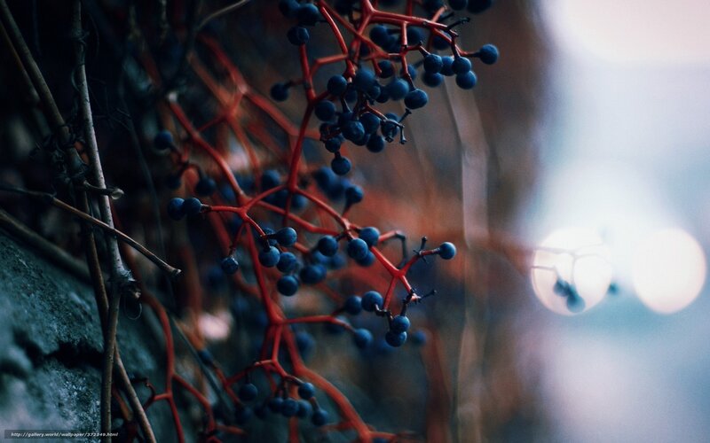 Blue Berries on Red Vine — Dramatic