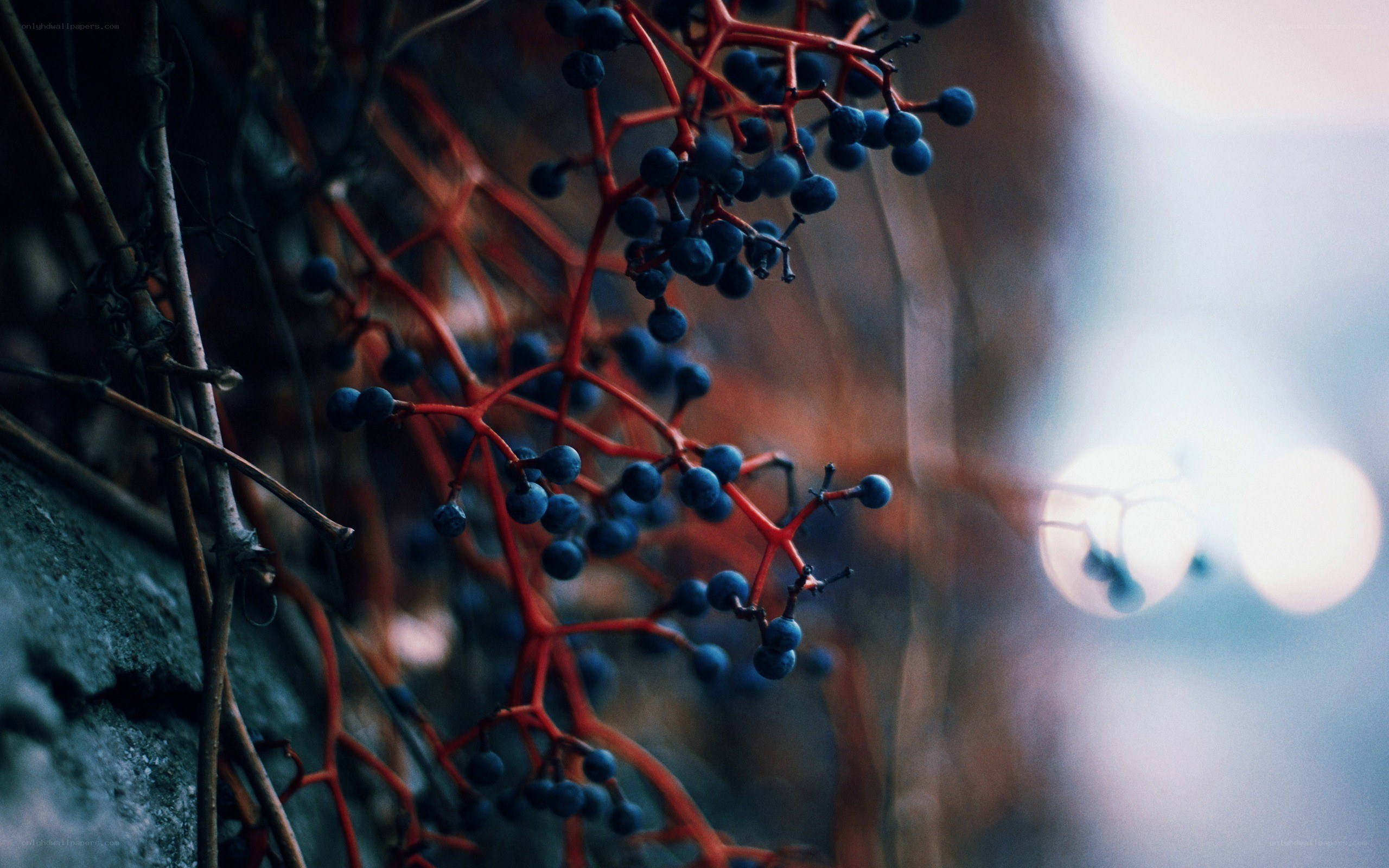 blue berries on red vines