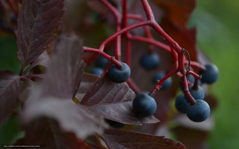 Blue Berries on Vine