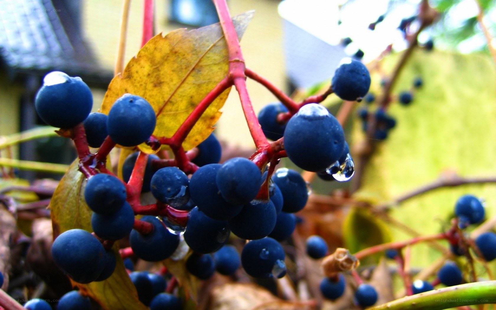 blue berries with water droplets