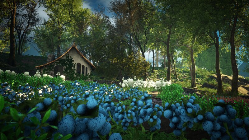 Blue Berry Bushes in Forest