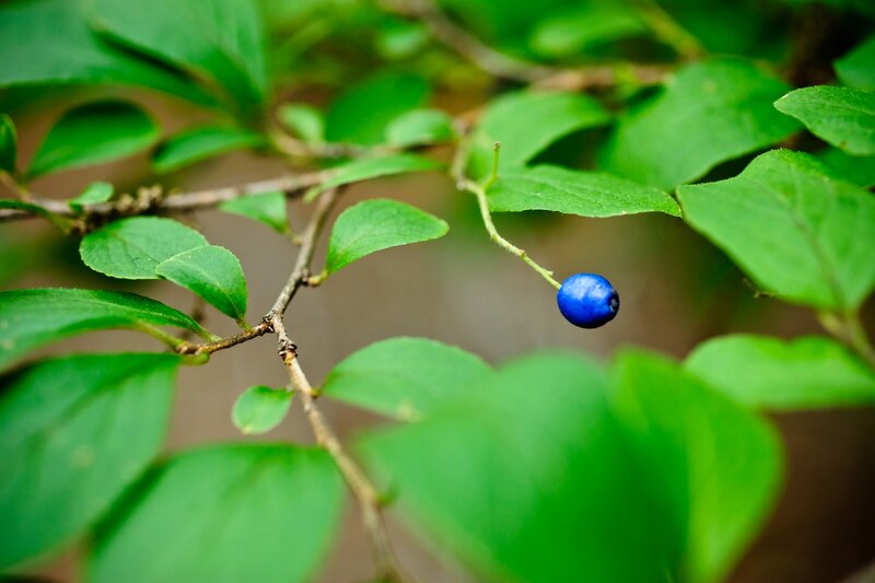 blue berry on a branch
