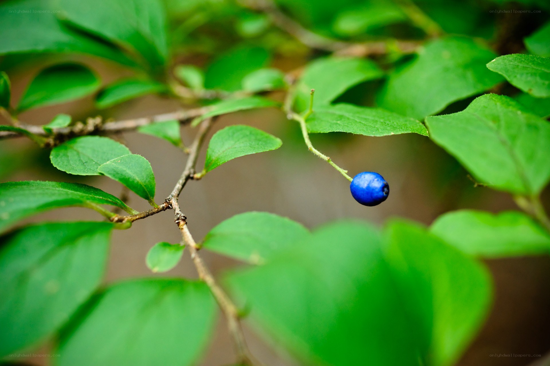 blue berry on a branch