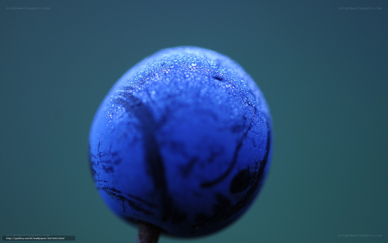 blue berry with water droplets