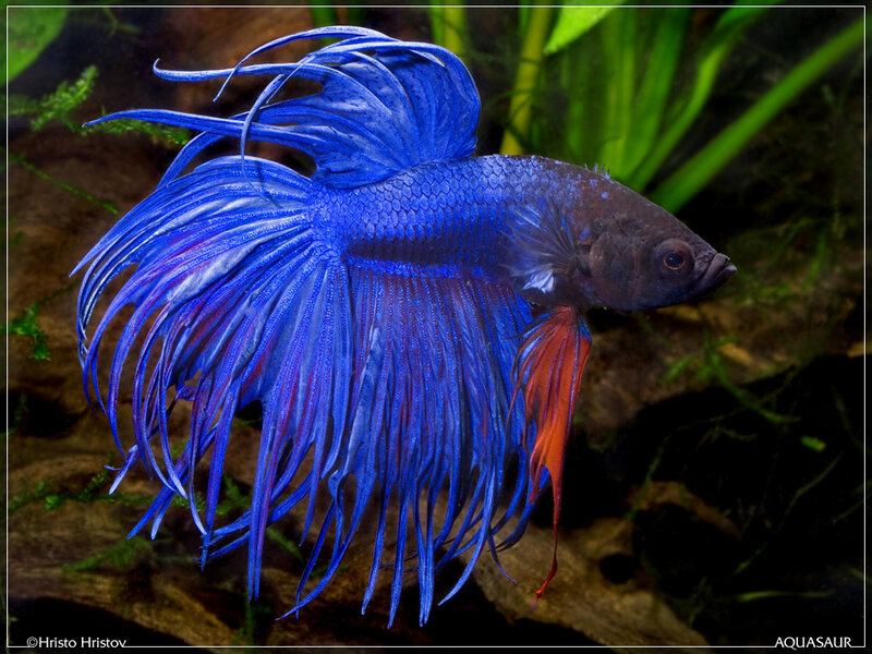 Blue Betta Fish — Calm