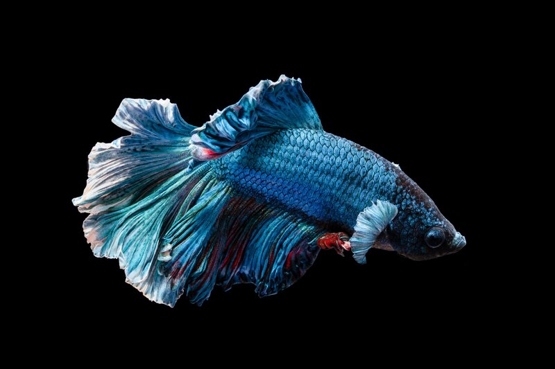 Blue Betta Fish — Dramatic, Photograph, Black Background