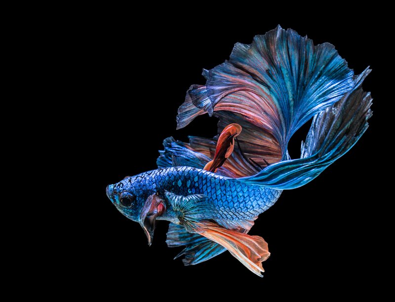 Blue Betta Fish — Dramatic, Photograph