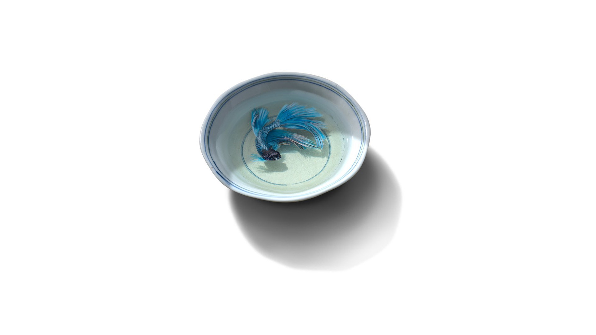 Blue betta fish in a bowl